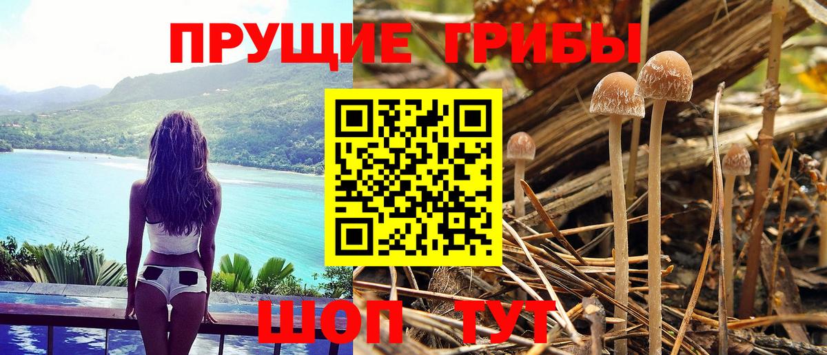 Галлюциногенные грибы GOLDEN TEACHER  Михайловск  купить закладку  Псилоцибиновые грибы прущие грибы 